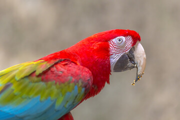 A close-up of a scarlet macaw's head showcases its vibrant red plumage, distinctive facial patterns, and a powerful beak, against a blurred background.