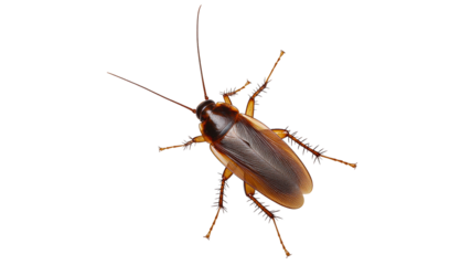 Cockroach on white for study