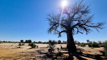 Silhouette of a baobab tree against the blue sky, Bwabawata national park, Namibia