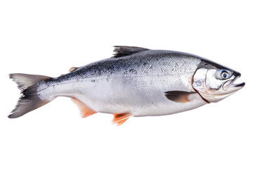 Naklejka premium Salmon in flight, a natural beauty!, cut out
