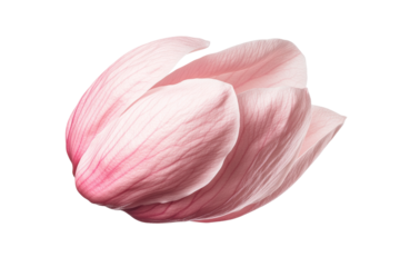 Flying pink magnolia blossoms in soft motion, cut out