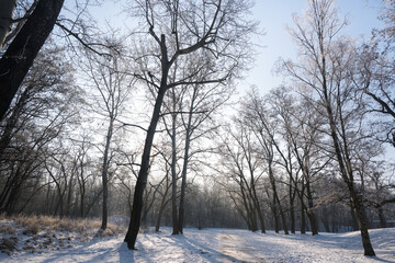 Winter landscape, trees covered with snow and frost. Sunny weather in winter, walk in the forest.
