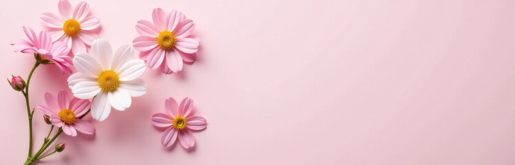 Fototapeta premium Mimosa Flowers With Delicate Petals And Soft Colors Against A Pale Pastel Pink Flat Lay Background. 00001