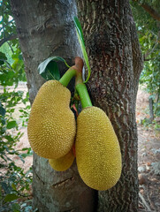 Artocarpus heterophyllus