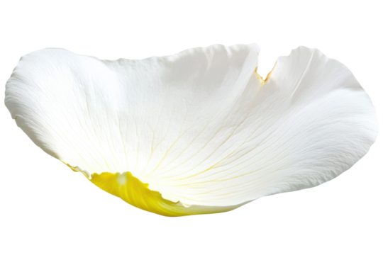 Flying white rose petal gliding through the air, cut out