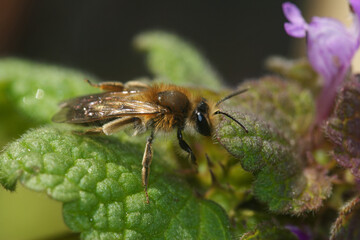 Closeup on a female Bearded mining bee, Anderna barbilabris on a purple dead-nettle flower