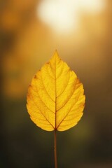 Golden Autumn Leaf Backlit by Soft Sunlight, a Symbol of Change and Tranquility