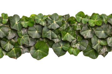 Group of four leaf clovers in natural setting, cut out