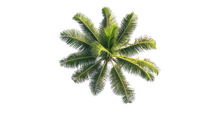Overhead view of a lush green palm tree with vibrant fronds against a transparent background. The image is sharp and detailed, showcasing the intricate structure of the palm tree