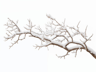 snow-covered trees isolated transparent background