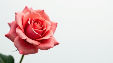 A single coral rose blossoms delicately against a soft white backdrop, showcasing its exquisite petals and gentle curves.