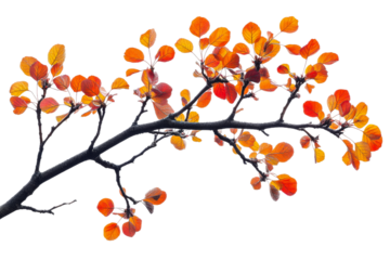 Vibrant autumn leaves on a branch against white