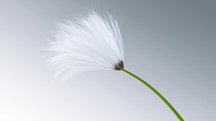 delicate dandelion seed head on slender green stem