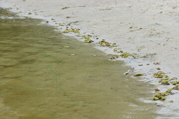 Beach with algae and seaweed, closeup of photo