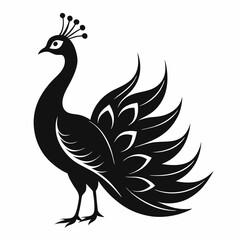 Fototapeta premium vector illustration of a peacock