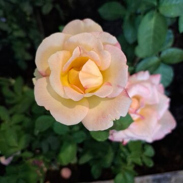 Multi-colored roses in the garden, arranged for Valentine's Day.