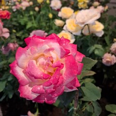 Multi-colored roses in the garden, arranged for Valentine's Day.