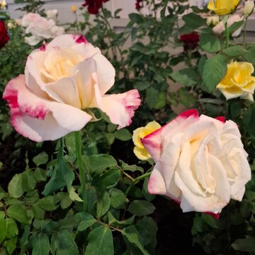 Multi-colored roses in the garden, arranged for Valentine's Day.