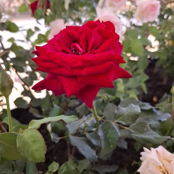 Multi-colored roses in the garden, arranged for Valentine's Day.