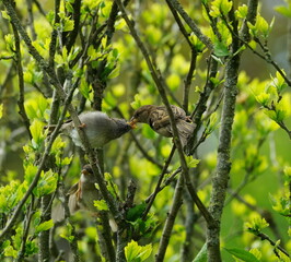 garden,hedge,habitat,sparrows,