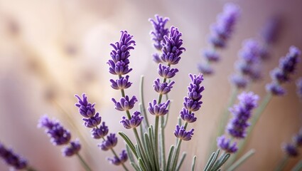 Obraz premium a portrait of a lavender sprig with a soft, shallow depth of field. Dreamy background