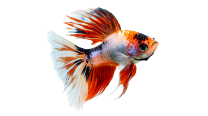 Vibrant goldfish swimming in clear water