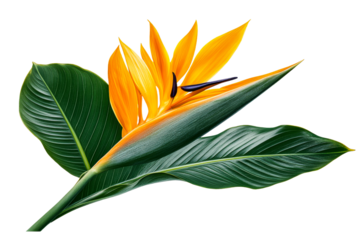 Bright orange flower with lush green leaves