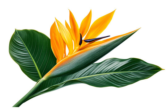Fototapeta Bright orange flower with lush green leaves