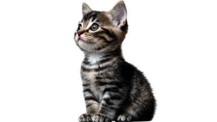 Cute kitten sitting with a curious expression