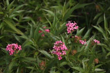 Bushes of cute red flower, Panama rose, with its green leaves background