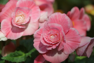 Beautiful pink Begonia flower blooming in the garden, flower background