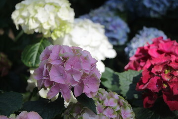 Beautiful colorful Hydrangea, Pretty flower