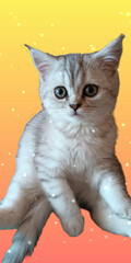 Cat  © Кошечка Ховрошечка