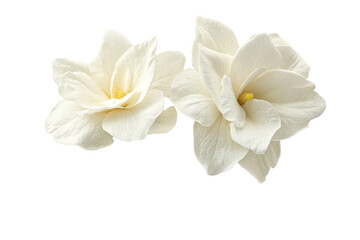 Elegant white flowers in delicate bloom