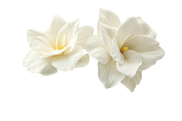 Elegant white flowers in delicate bloom