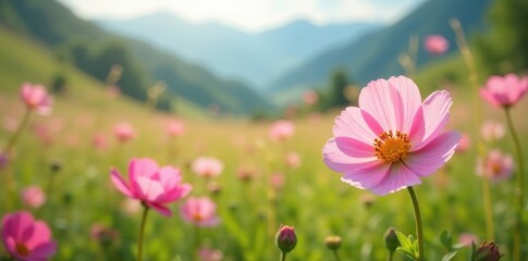 Obraz premium Soft petals of wildflowers bloom in the meadow, valley, flowers, peaceful