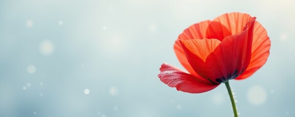Soft petals of poppy bloom against snowy white background, bloom, poppy
