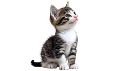 Curious kitten gazing upward in bright light