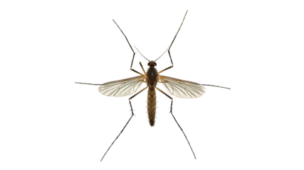 Detailed view of a mosquito resting on a surface