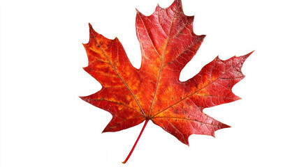 Obraz premium A leaf of a tree is shown in red