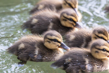 spot billed duck