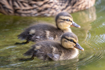 spot billed duck