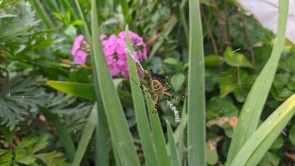 Spider 