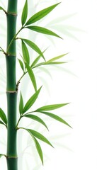 Delicate Bamboo Leaves isolated on White Background with Clipping Path, isolated, serene, bamboo leaves