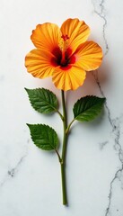 Fototapeta premium isolated orange hibiscus on a marble background, hibiscus, flowers