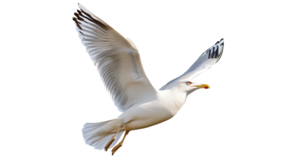 Seagull in flight over the ocean water