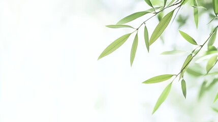 Obraz premium Green Leaves on Branch Against Bright White Background