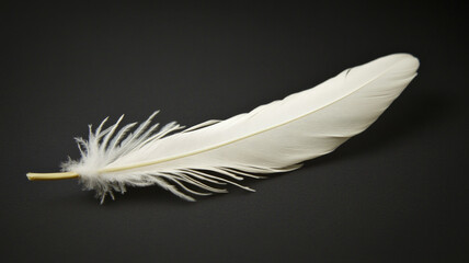 Obraz premium A white feather is laying on a black surface