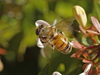 Honey bee, wasp or hornet close view. Insect in the natural habitat