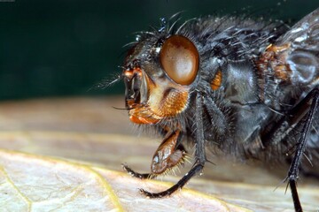 Honey bee, wasp or hornet close view. Insect in the natural habitat